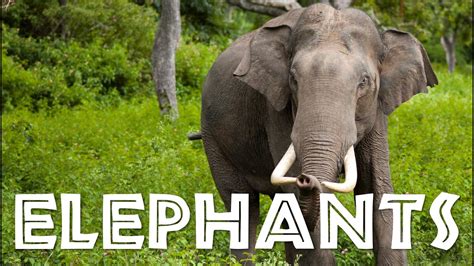 elephant video youtube|educational elephant videos for kids.